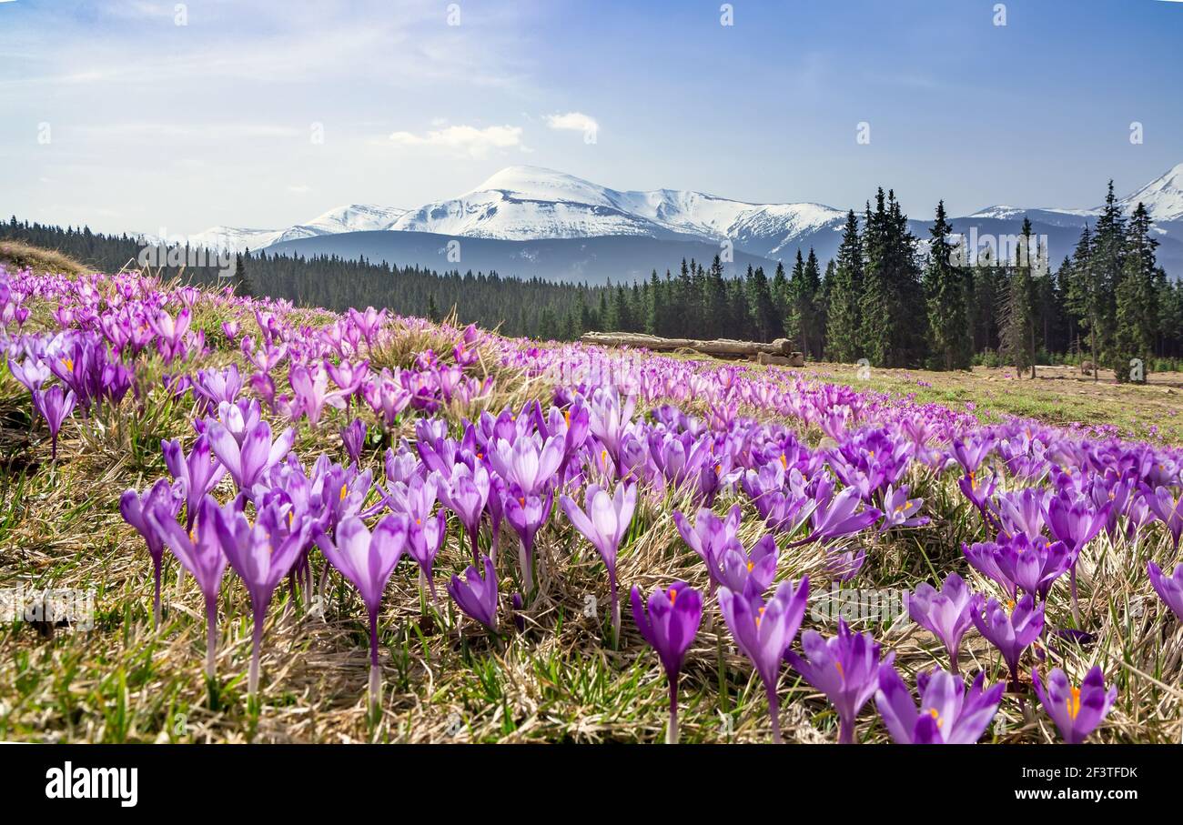 A meadow of blooming crocuses in the mountains, Carpathians, Ukraine. Stock Photo