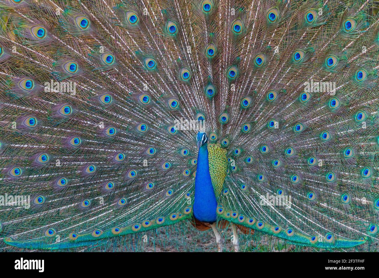 Indian peacock or peafowl (Pavo cristatus) displaying its train in a typical courtship ritual, Kumana National Park, Eastern Province, Sri Lanka Stock Photo