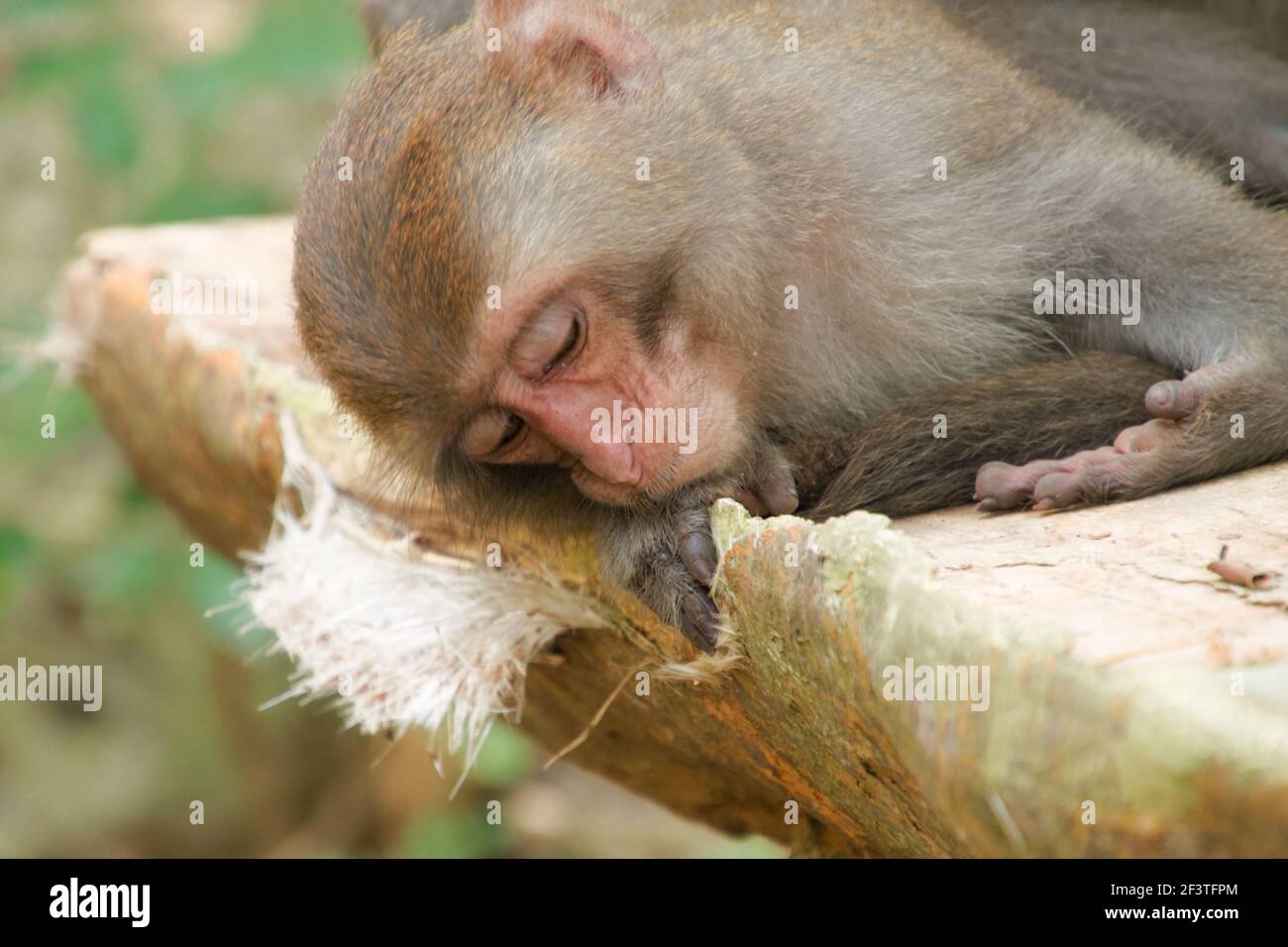 Formosan rock macaque, Shoushan (Monkey Mountain), Kaohsiung, Taiwan Stock Photo