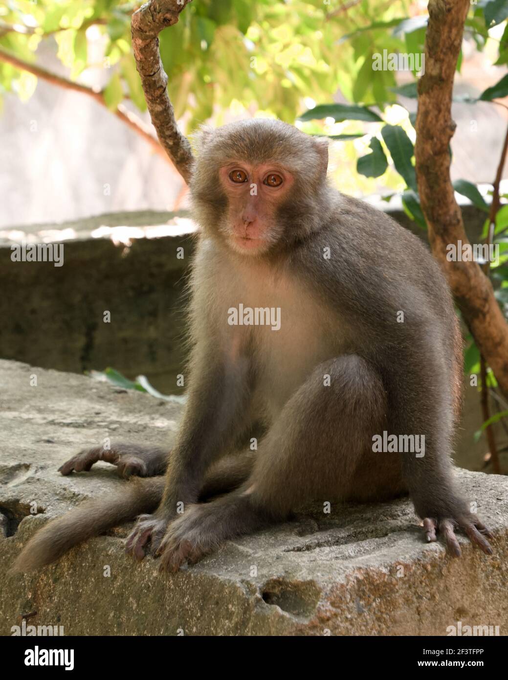 Formosan rock macaque, Shoushan (Monkey Mountain), Kaohsiung, Taiwan Stock Photo