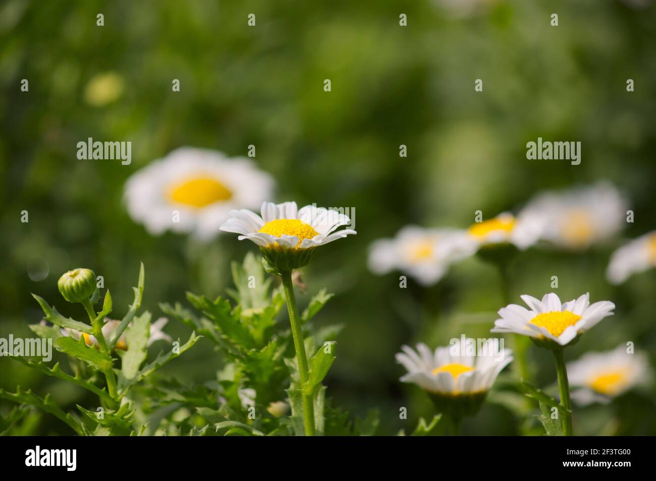 Image of some white mini daisy flowers of the variety Leucanthemum paludosum with a green background and copy space Stock Photo