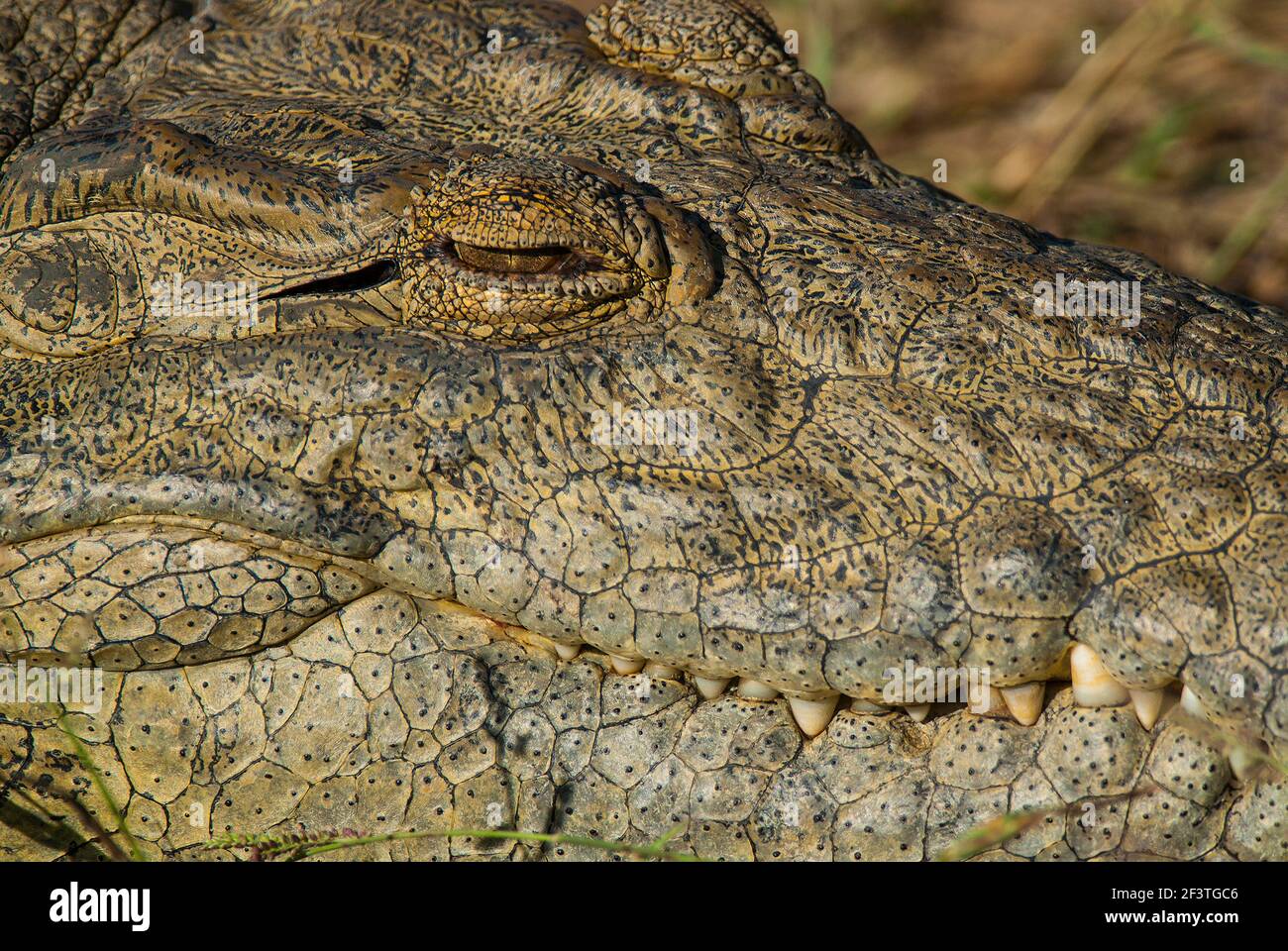 Nile Crocodrile, Kruger National Park, South, Africa. Stock Photo