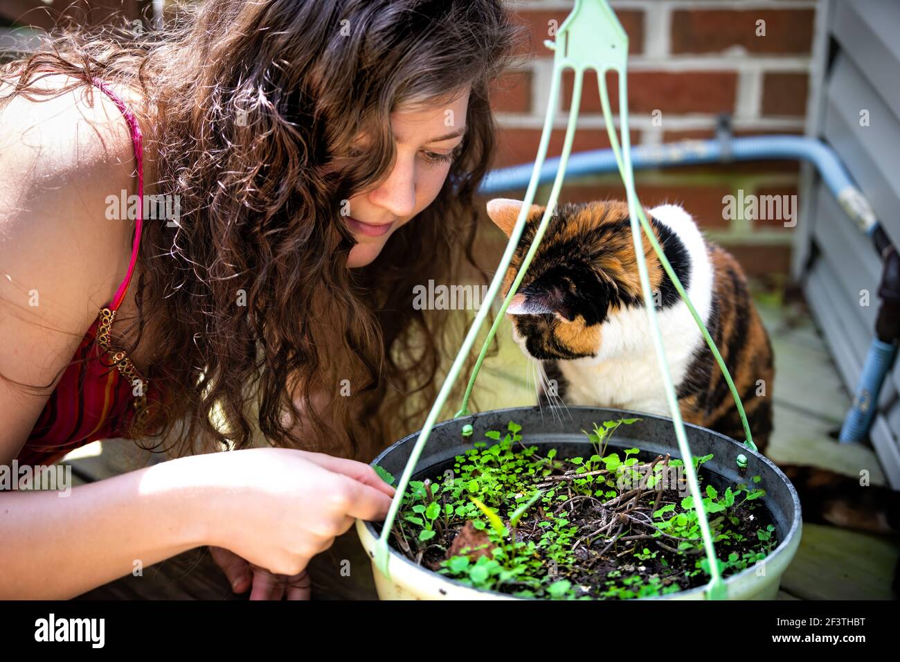 Closeup of one young woman owner rubbing catnip leaves and calico cat sniffing smelling small green potted plant in flower pot in outdoor home garden Stock Photo