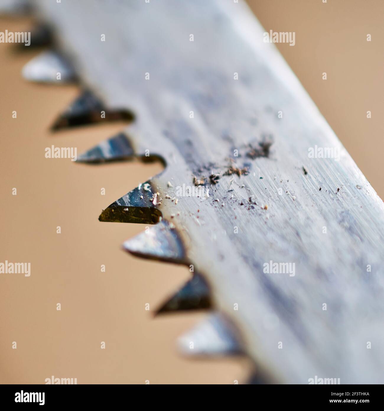 Sawdust remains on the blade of a pruning saw after a cut Stock Photo