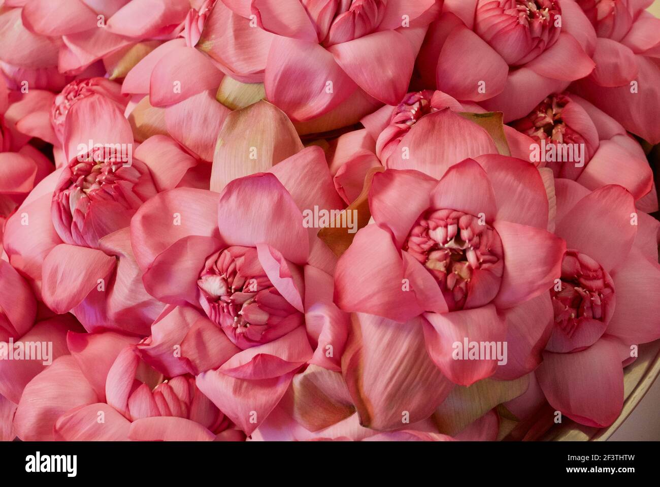 Pink Lotus flowers ready for Ritual Stock Photo