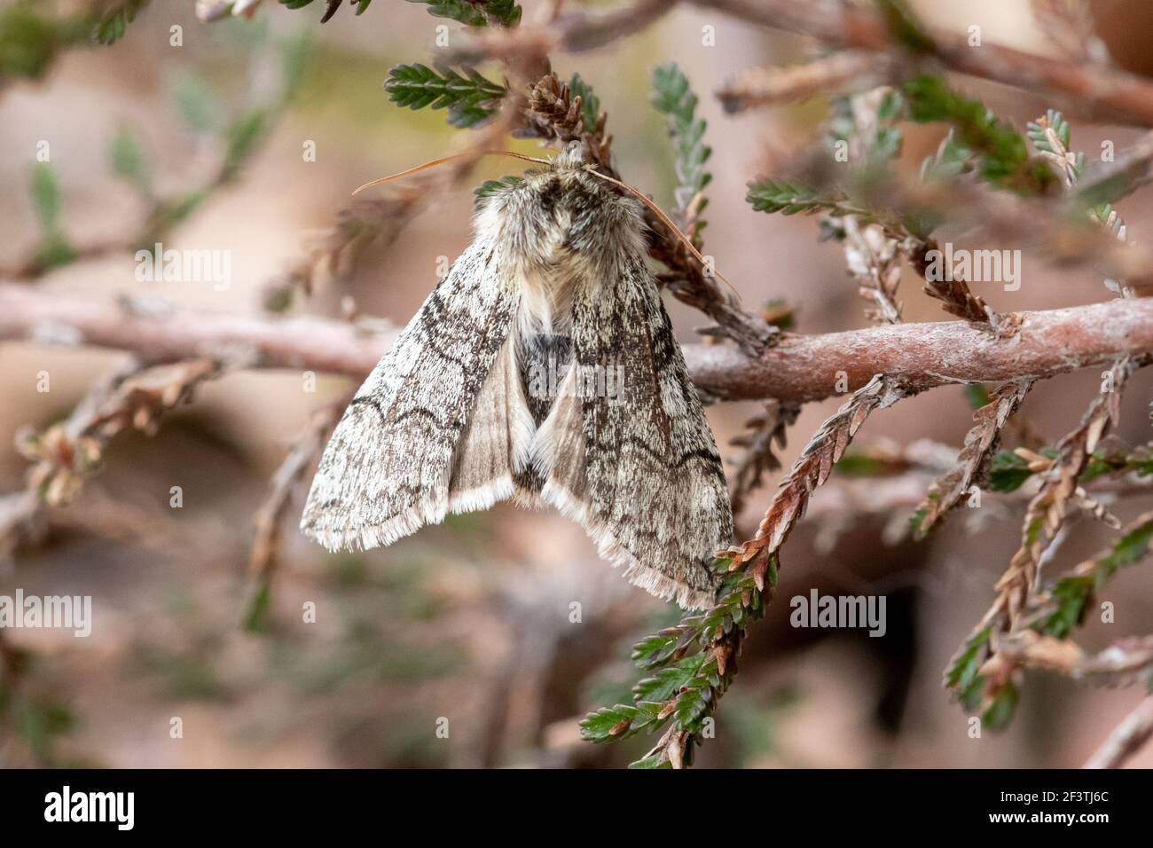Yellow horned moth (Achlya flavicornis), in the Drepanidae family, on