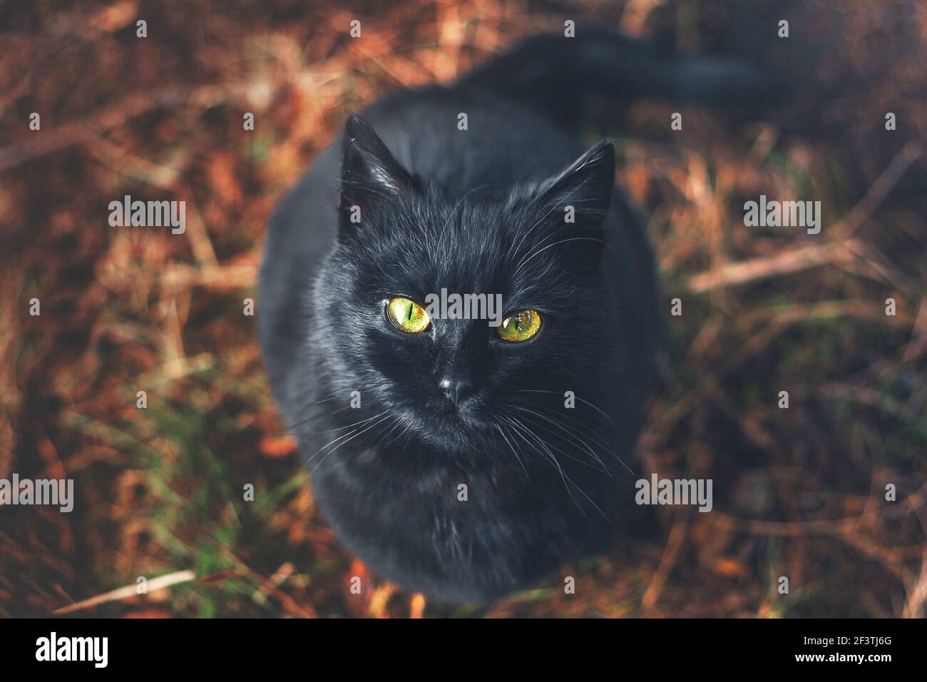 A black cat looks into the camera with bright yellow eyes.  Stock Photo