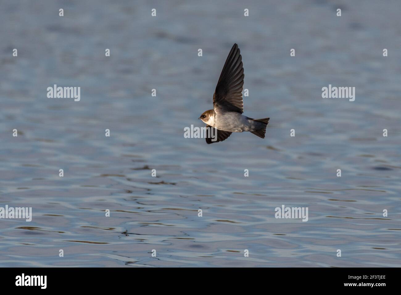 Tree Swallow flies low over the estuary pond surface looking for food