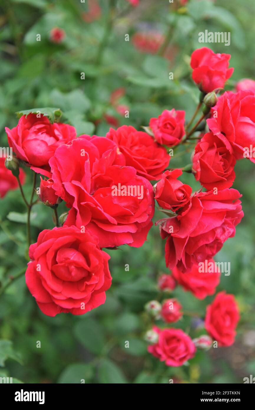 Red large-flowered Climber rose (Rosa) Blaze blooms in a garden in June Stock Photo