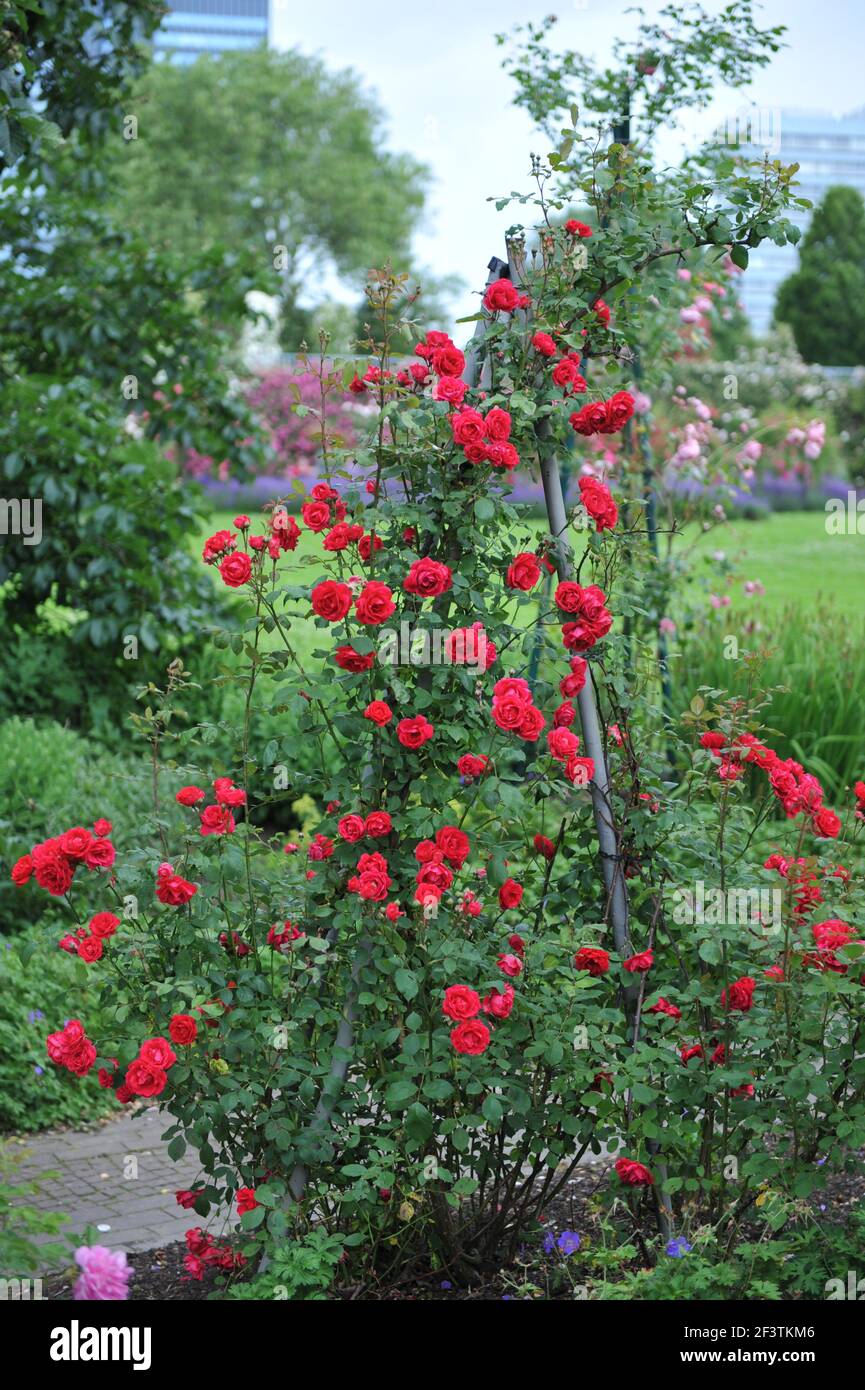 Red large-flowered Climber rose (Rosa) Blaze blooms on an obelisk in a garden in June Stock Photo