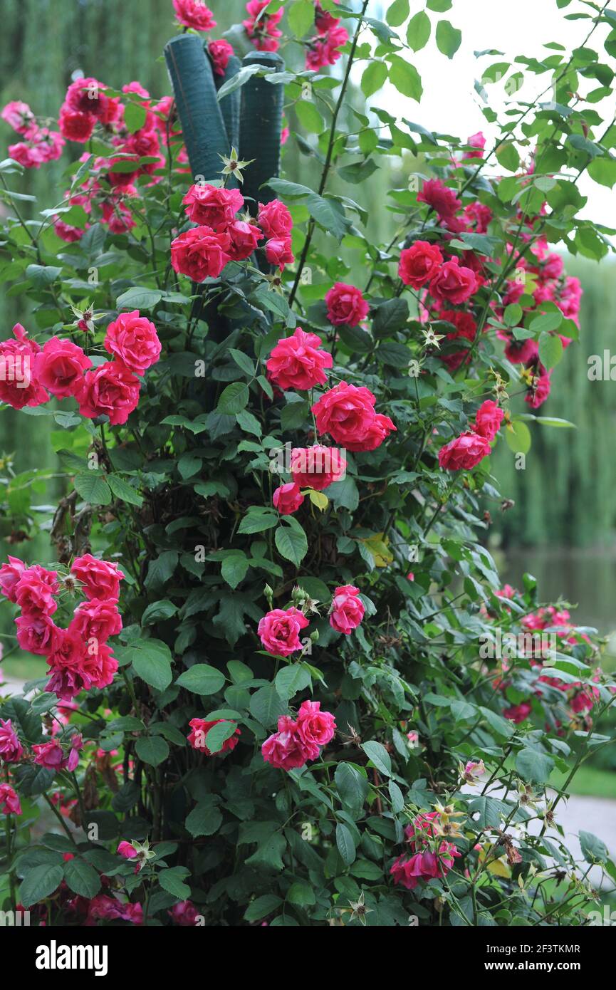 Red large-flowered Climber rose (Rosa) Demokracie blooms on an obelisk in a  garden in July Stock Photo - Alamy