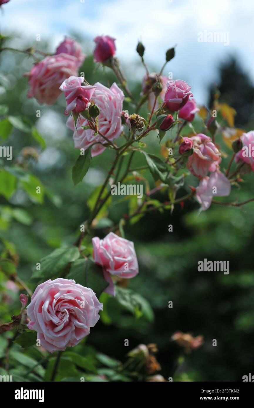 Pink large-flowered climber rose (Rosa) Blossomtime blooms in a garden in June Stock Photo