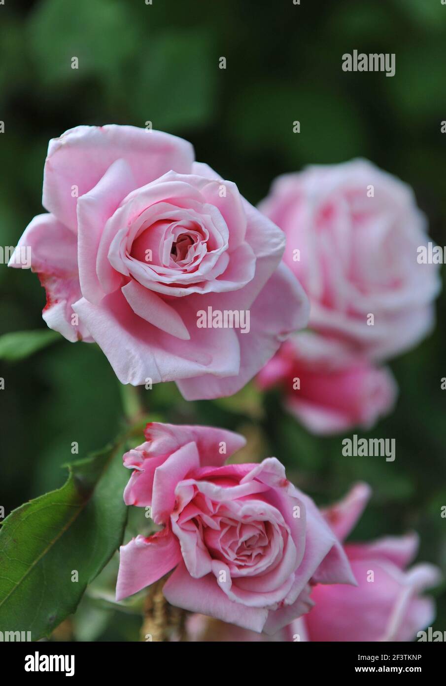 Pink large-flowered climber rose (Rosa) Blossomtime blooms in a garden in June Stock Photo