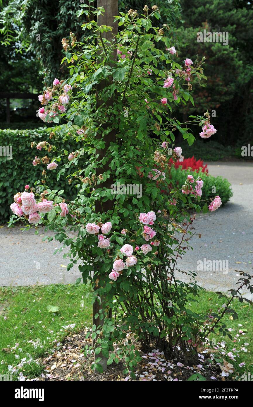 Pink large-flowered climber rose (Rosa) Blossomtime blooms on a wooden pergola in a garden in June Stock Photo