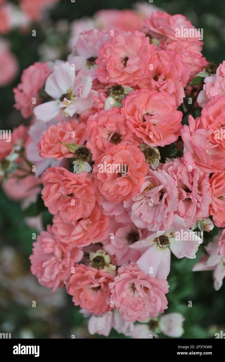 Salmon-pink semi-double Florubunda rose Bluewunder (Rosa) blooms in a garden in July Stock Photo