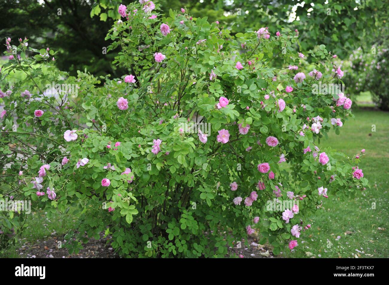 Light pink Damask rose (Rosa) Blush Damask blooms in a garden in June Stock Photo
