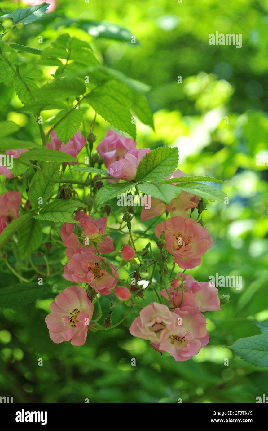 Light pink Polyantha rose (Rosa) Blush Rambler blooms in a garden in June Stock Photo