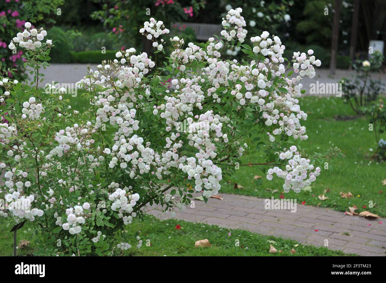 White with a pink undertones semi-double Rambler rose (Rosa) Blushing Bride  blooms in a garden in June Stock Photo - Alamy