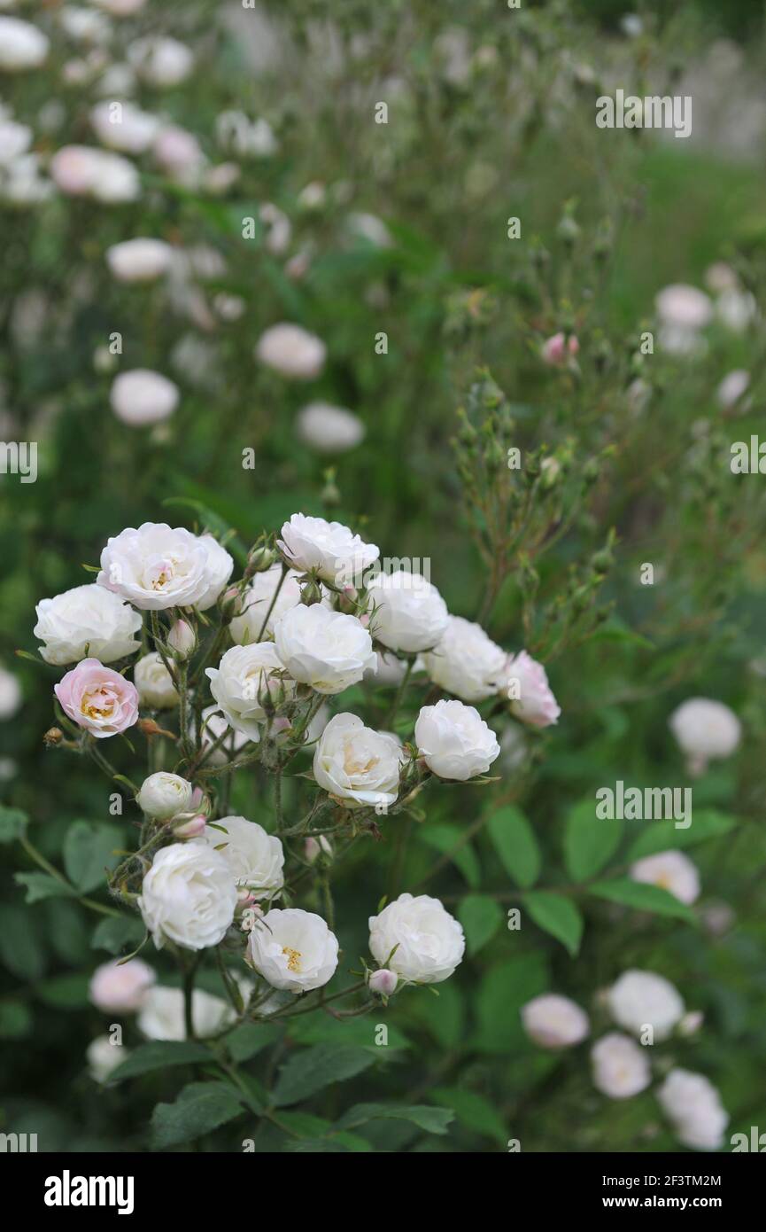 White with a pink undertones semi-double Rambler rose (Rosa) Blushing Bride blooms in a garden in June Stock Photo