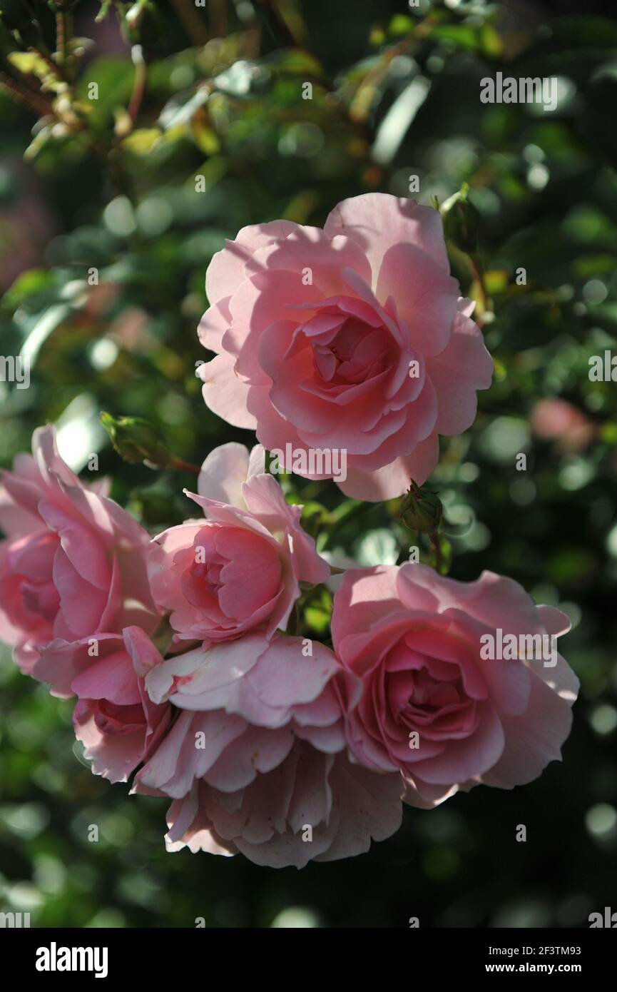 Pink double Shrub rose (Rosa) Bonica 82 blooms in a garden in September Stock Photo