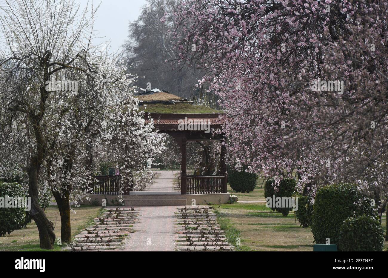 Srinagar, India. 17th Mar, 2021. SRINAGAR, INDIA - MARCH 17: Almond trees in bloom at Badamwari, old Downtown area on March 17, 2021 in Srinagar, India. Almond Alcove in Srinagar, known as ‘Badam Vaer' in local lexicon is one of the fabled beauty spots of Kashmir which traditionally is being frequented for spring festivities. (Photo by Waseem Andrabi/Hindustan Times/Sipa USA) Credit: Sipa USA/Alamy Live News Stock Photo