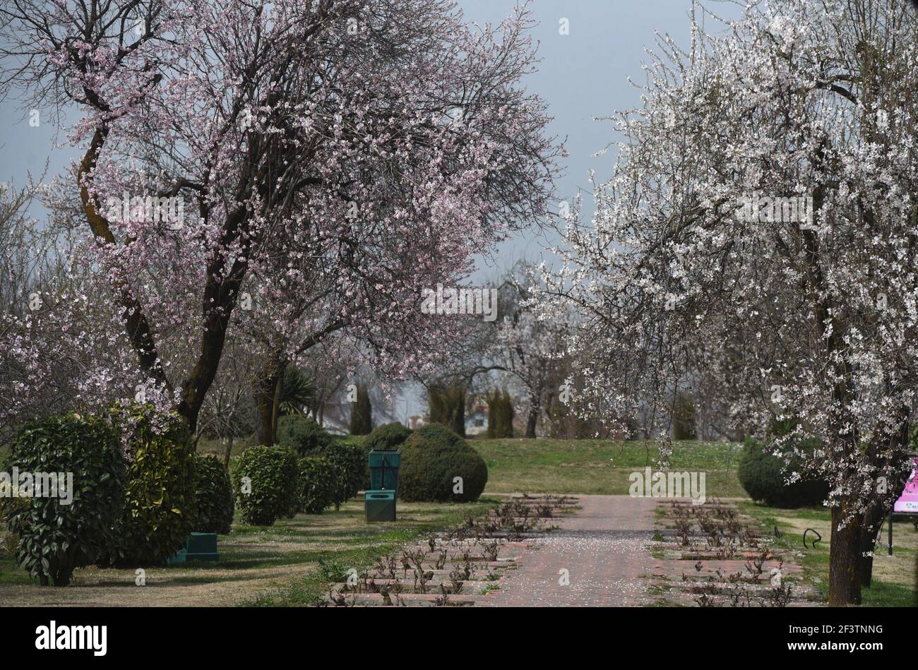 Srinagar, India. 17th Mar, 2021. SRINAGAR, INDIA - MARCH 17: Almond trees in bloom at Badamwari, old Downtown area on March 17, 2021 in Srinagar, India. Almond Alcove in Srinagar, known as ‘Badam Vaer' in local lexicon is one of the fabled beauty spots of Kashmir which traditionally is being frequented for spring festivities. (Photo by Waseem Andrabi/Hindustan Times/Sipa USA) Credit: Sipa USA/Alamy Live News Stock Photo