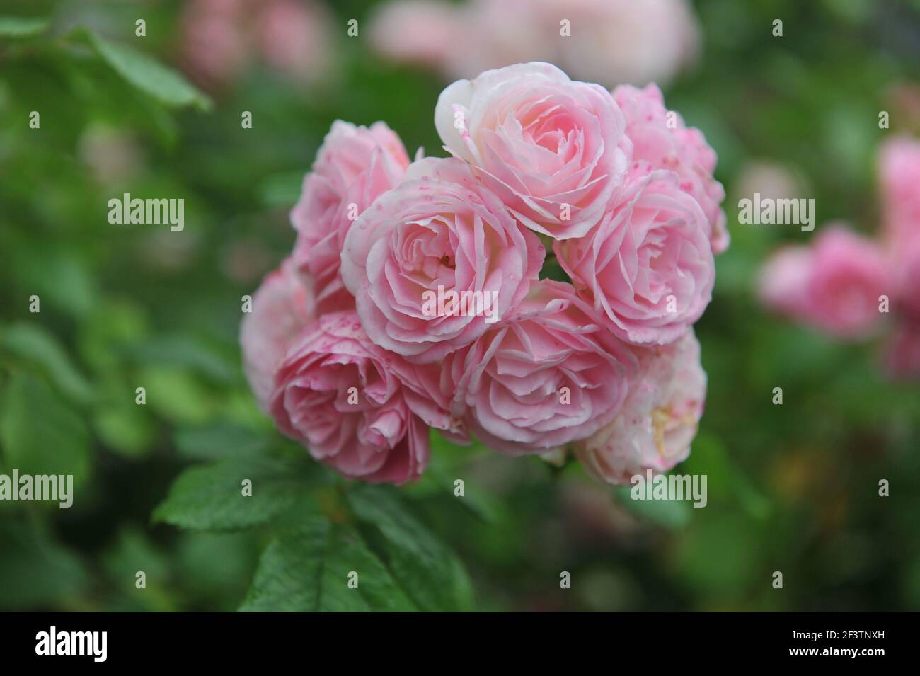 White and pink Hybrid Musk rose (Rosa) Bouquet Parfait blooms in a