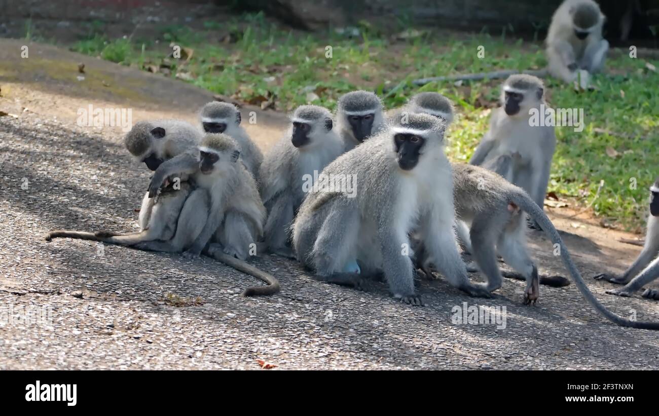 Troop of vervet monkeys crowded together on a driveway in neighborhood ...