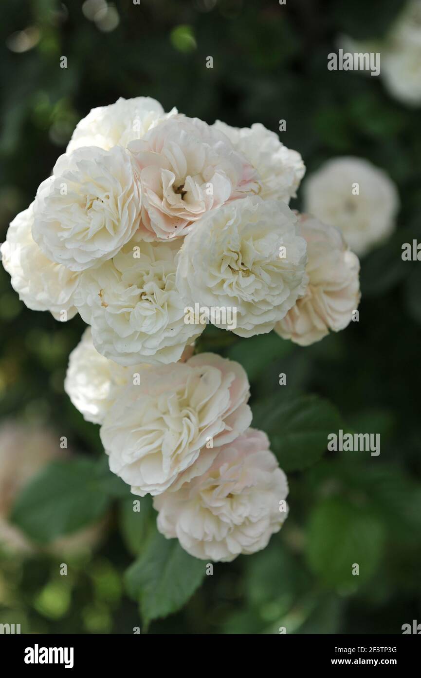 White and pink Hybrid Musk rose (Rosa) Bouquet Parfait blooms in a ...