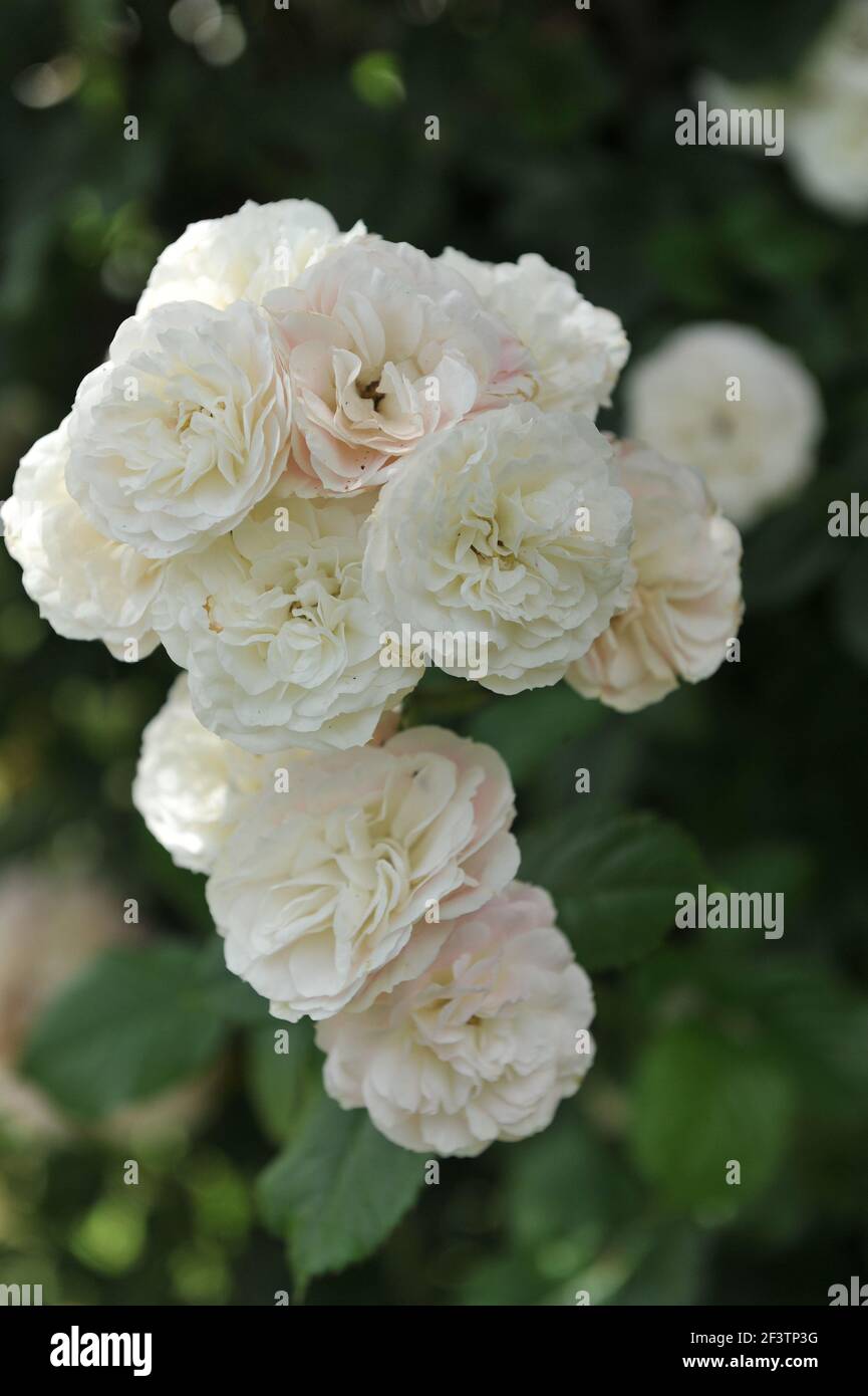 White and pink Hybrid Musk rose (Rosa) Bouquet Parfait blooms in a