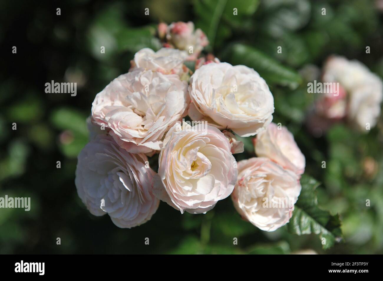 Bouquet parfait hires stock photography and images Alamy