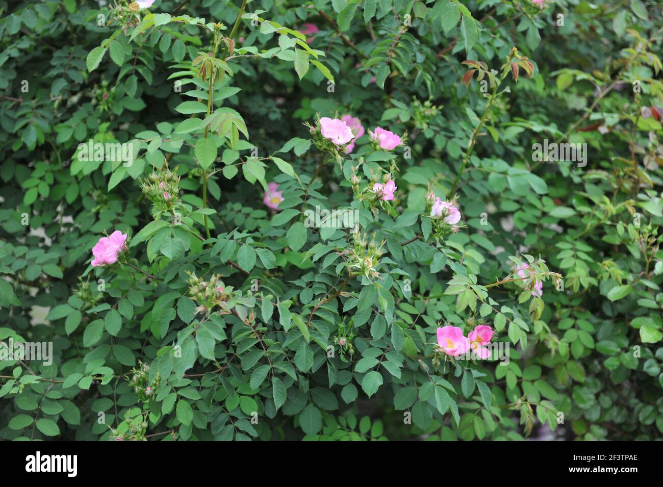 Pink shrub rose (Rosa) Bourgogne blooms in a garden in May Stock Photo