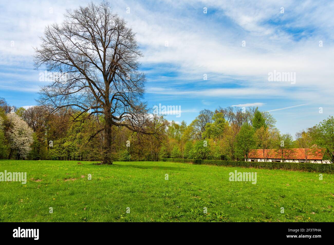 Green park in early spring with a big tree Stock Photo - Alamy