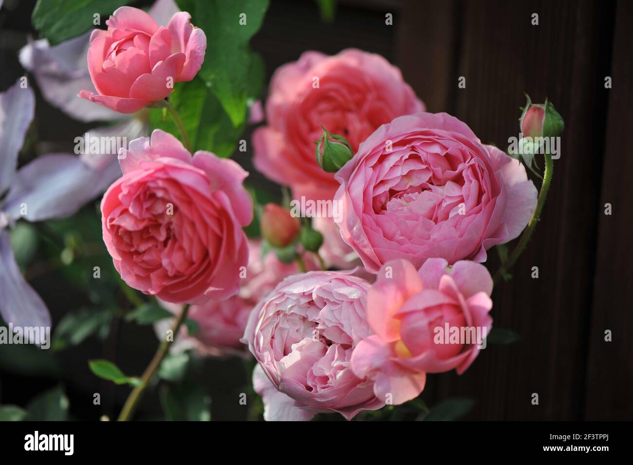 Salmon-pink shrub English rose (Rosa) Boscobel blooms in a garden Stock Photo