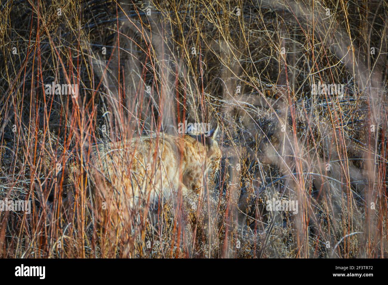 In morning light, a Bobcat (Lynx rufus) hunts through brush & Narrowleaf Willows (Salix exigua) in Sellar's Gulch area of Castle Rock Colorado USA. Stock Photo