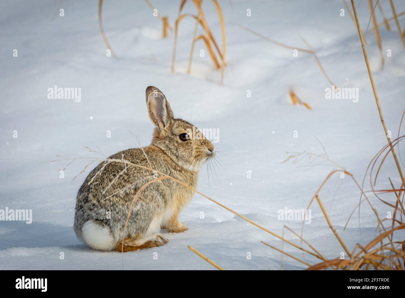 Animals in colorado foothills hi-res stock photography and images - Alamy