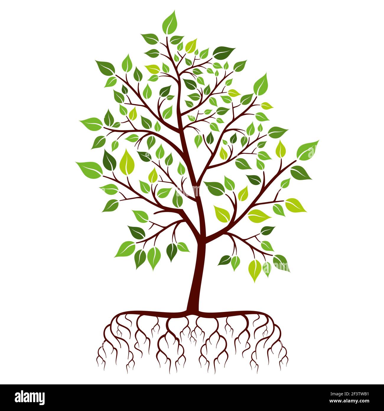 Tree With Roots And Leaves