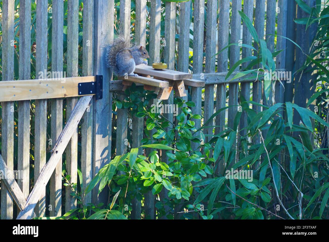 A gray squirrel eating at a backyard wooden picnic table for squirrels