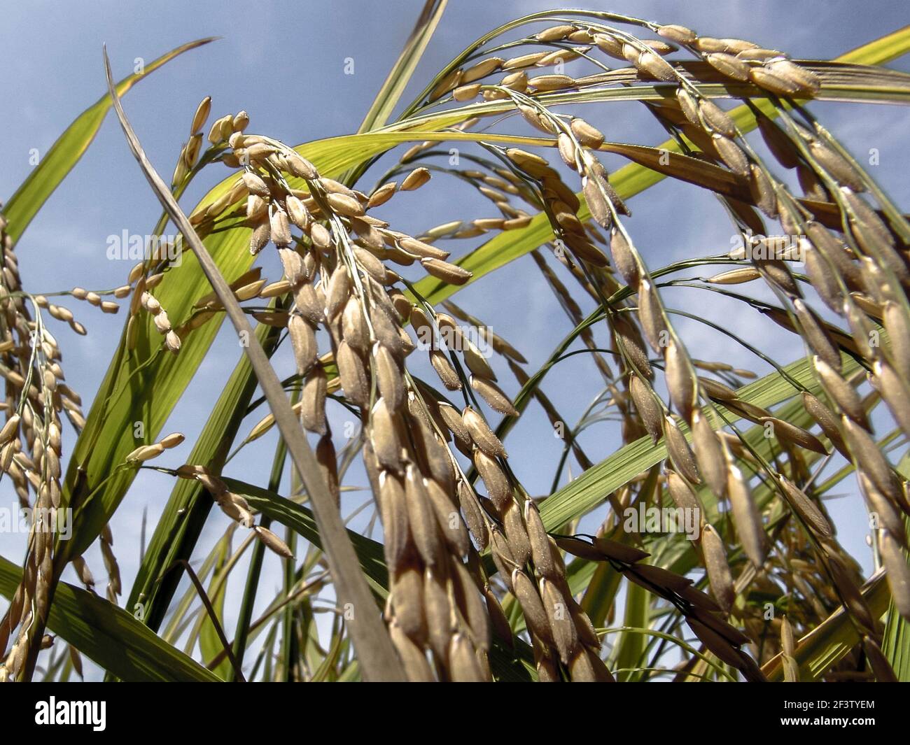 Close up of paddy rice.on field in Roraima state, Brazil Stock Photo ...