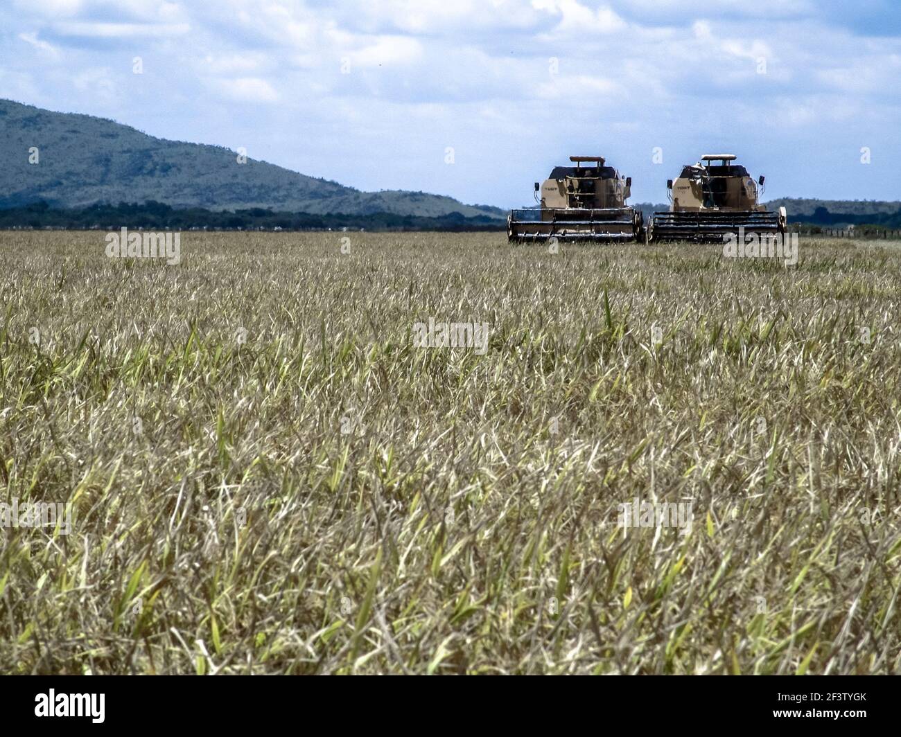 Roraima, Brazil, August 27, 2004. combines harvester harvesting rice on ...