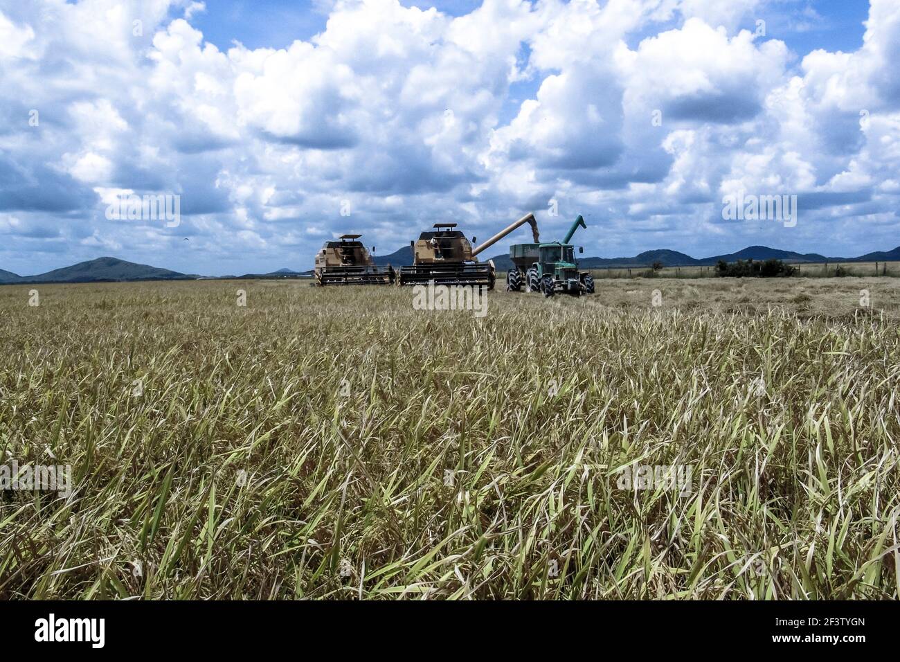 Rice farming brazil hi-res stock photography and images - Alamy