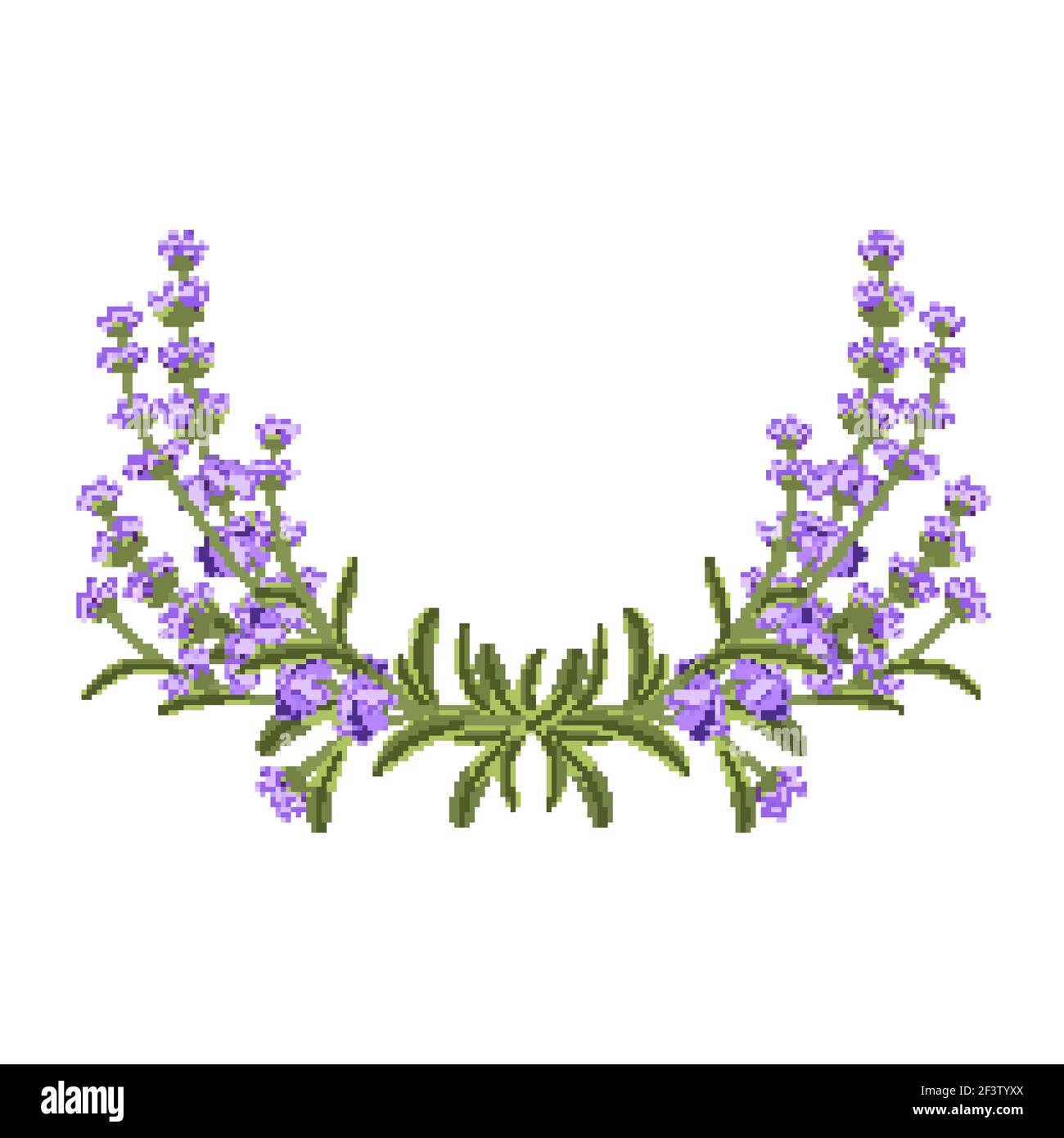 Lavender bunch. Vector floral frame. Floral flower, purple flower bunch, lavender flower