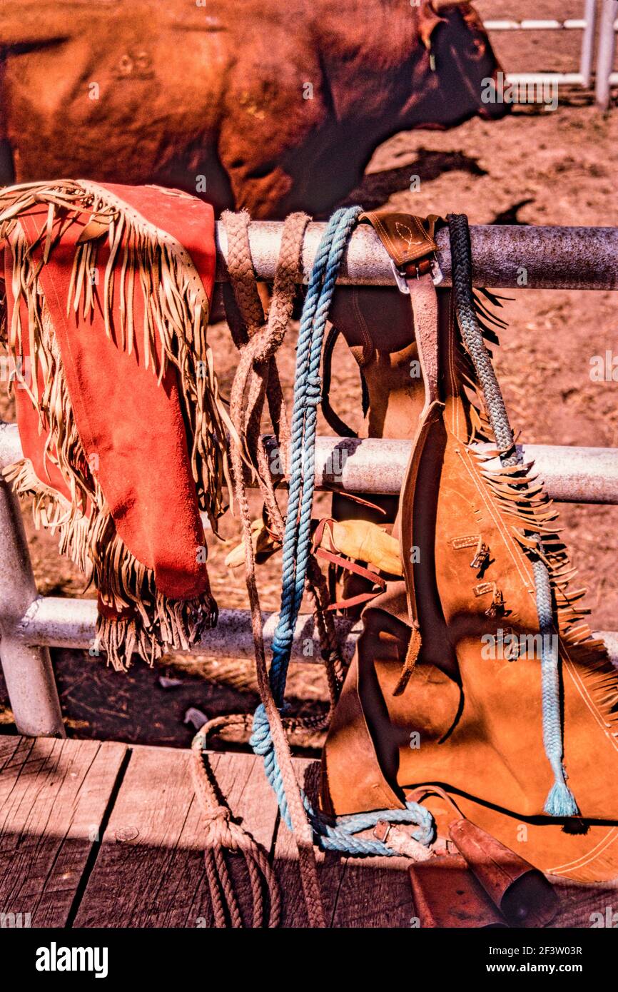 A bull-riding rodeo cowboys fringed leather chaps and bull-riding rigging hang in the fence at a small-town rodeo.  The bull waits behind. Stock Photo