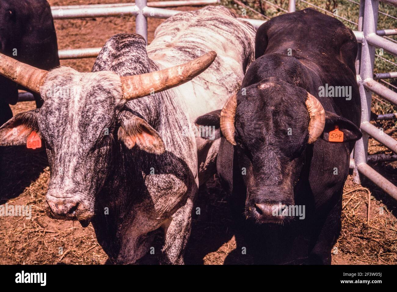 Speckled Brahma Bull Bucking Bulls, Brahma Bull, Cow