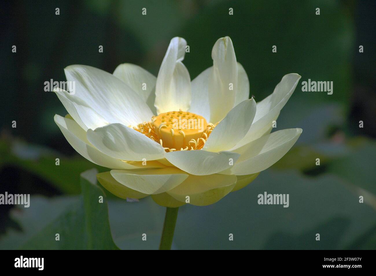 American Lotus Stock Photo