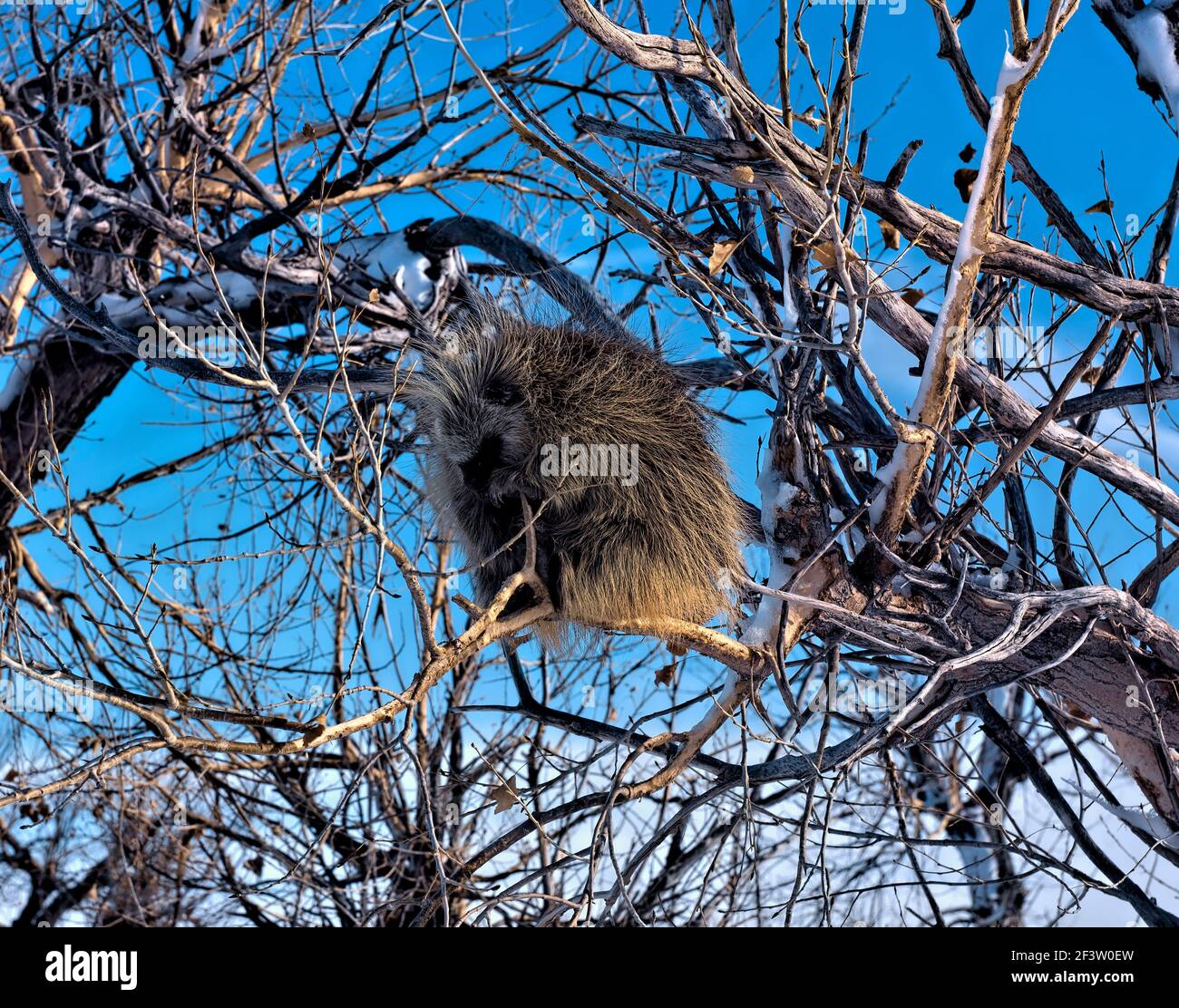 Porcupines hires stock photography and images Alamy