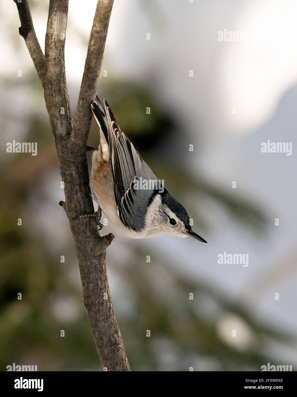 White-Breasted Nuthatch close-up profile view perched on a branch with a blur background in its environment and habitat. Image. Picture. Portrait. Stock Photo