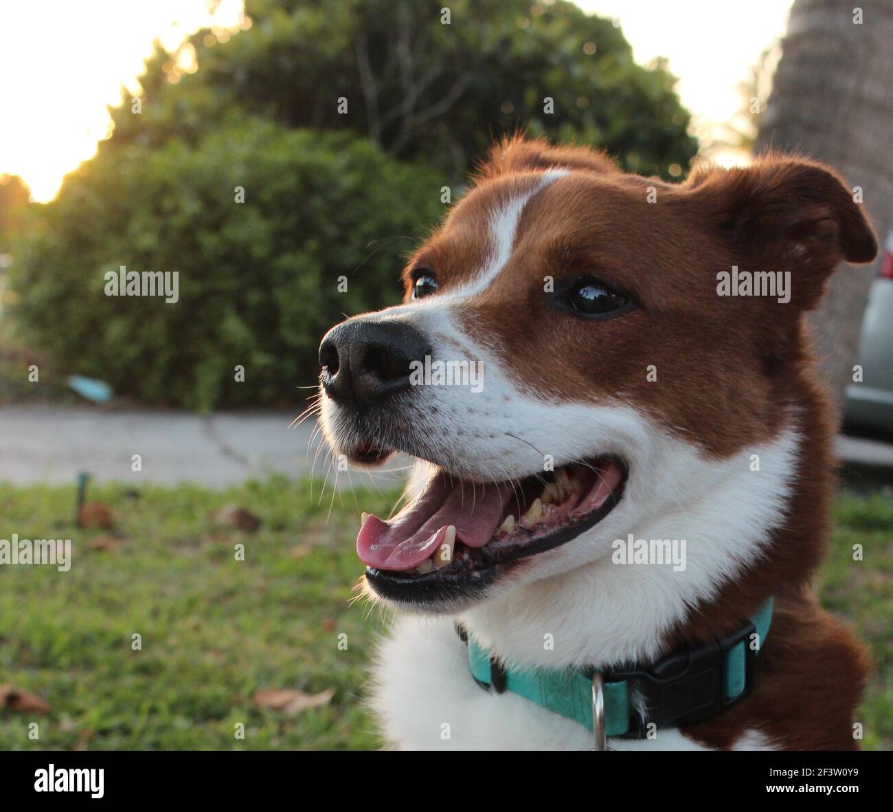 Happy Dog sitting outside during sunset Stock Photo