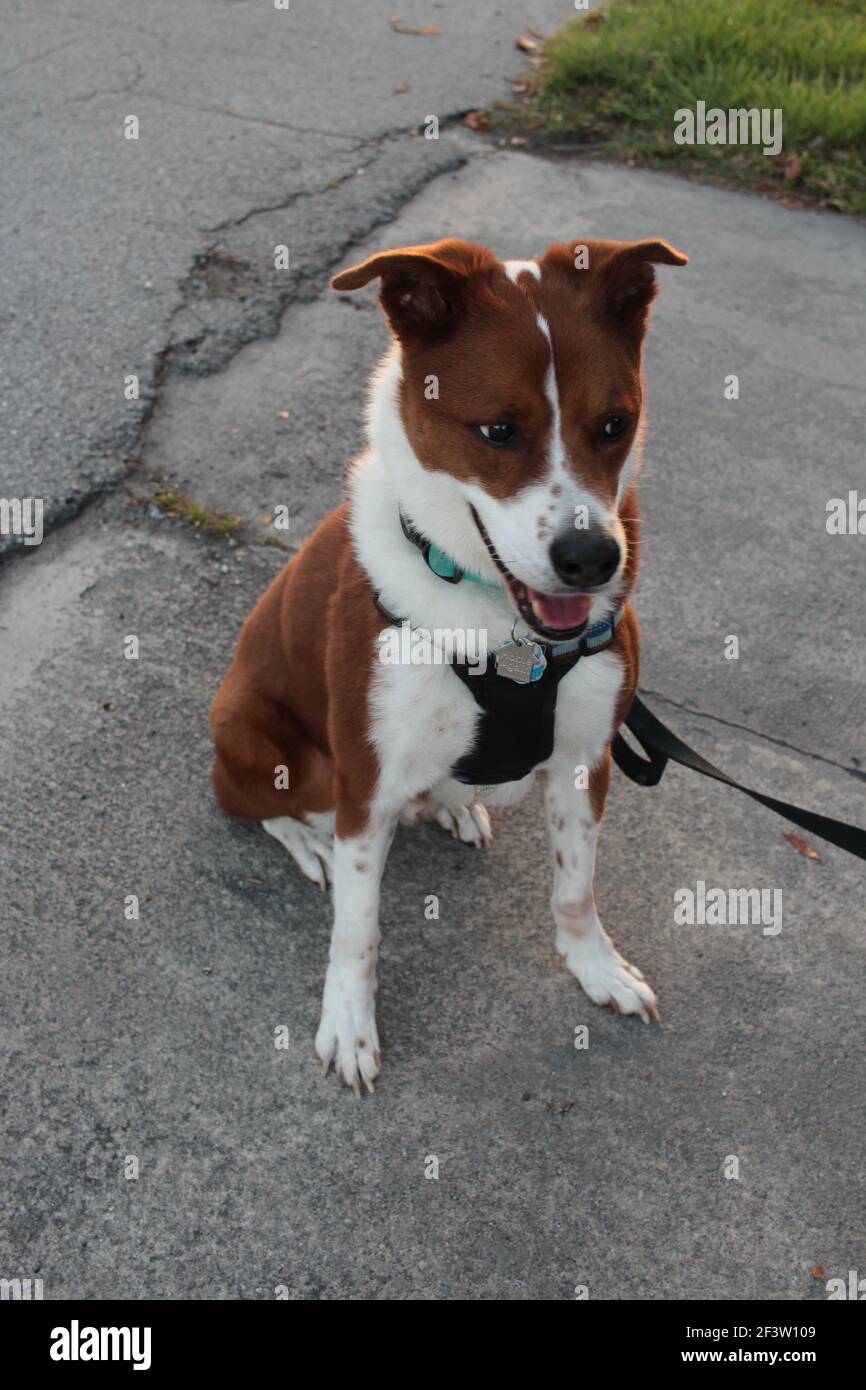 Happy Dog sitting outside during sunset Stock Photo