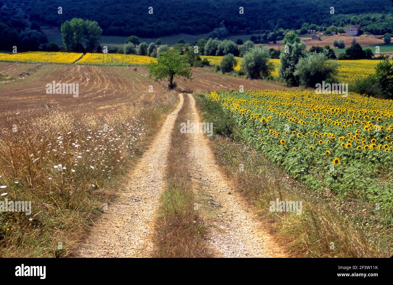 Dirt road in Tuscany, Italy Stock Photo